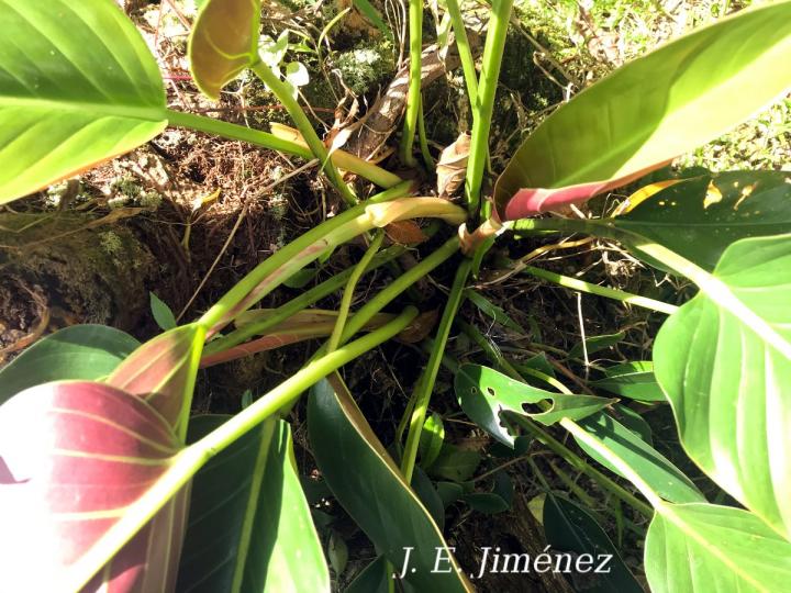 Philodendron sp_1S
