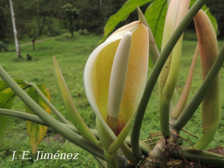 Philodendron tripartitum