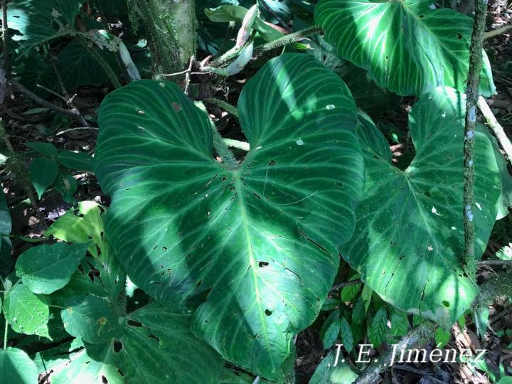 Philodendron verrucosum