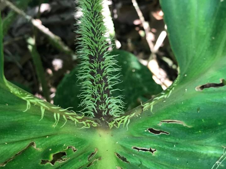 Philodendron verrucosum