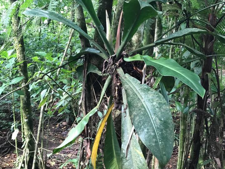 Philodendron wendlandii