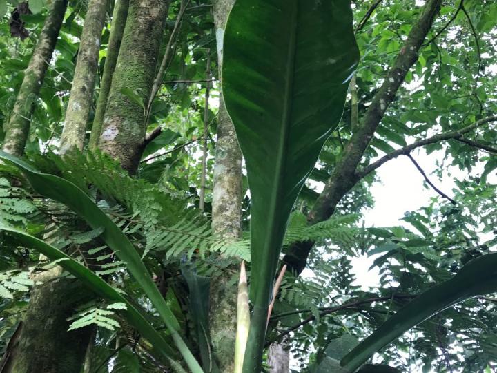 Philodendron wendlandii