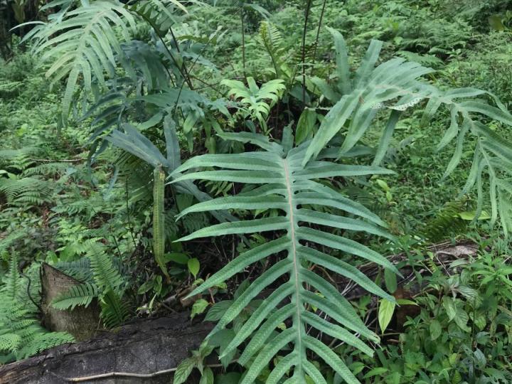 Phlebodium pseudoaureum