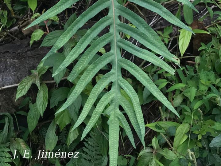 Phlebodium pseudoaureum