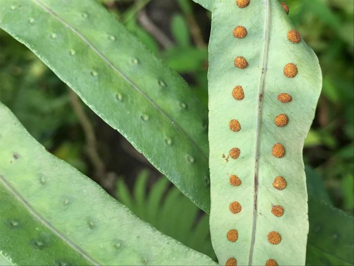 Phlebodium pseudoaureum