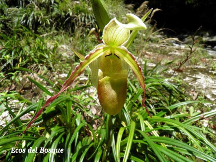 Phragmipedium longifolium