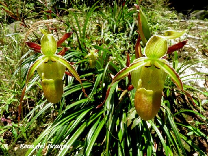 Phragmipedium longifolium