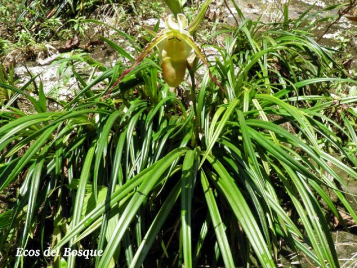 Phragmipedium longifolium