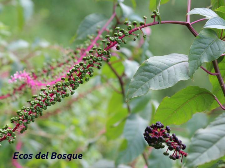 Phytolacca rivinoides
