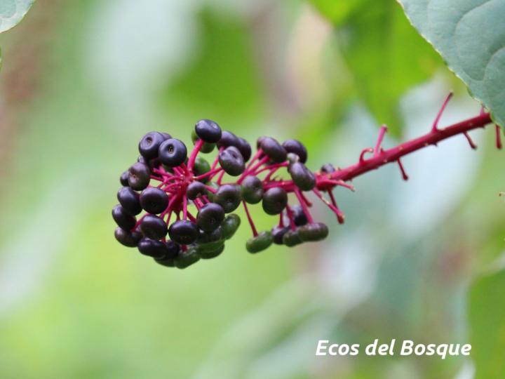 Phytolacca rivinoides