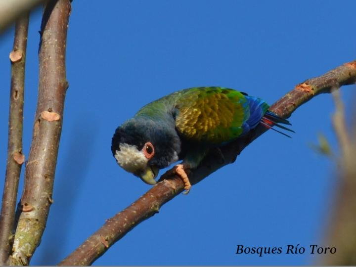 Pionus senilis