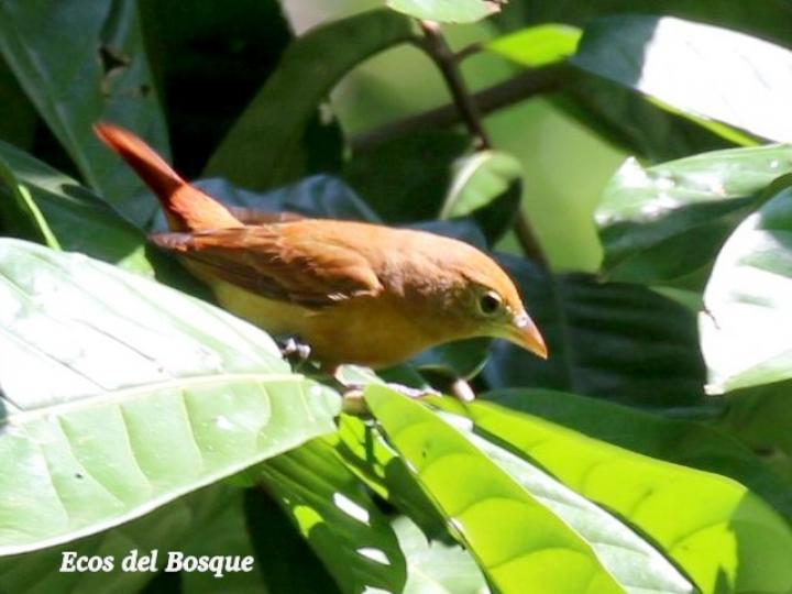Piranga rubra (Tangara veranera)