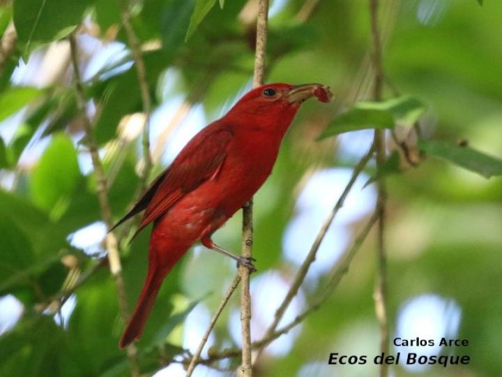 Piranga rubra (Tangara veranera)