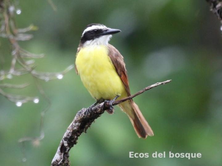 Pitangus sulphuratus