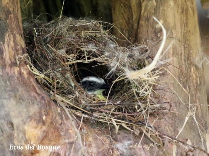 Pitangus sulphuratus