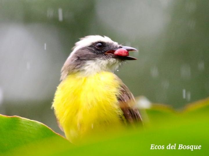 Pitangus sulphuratus