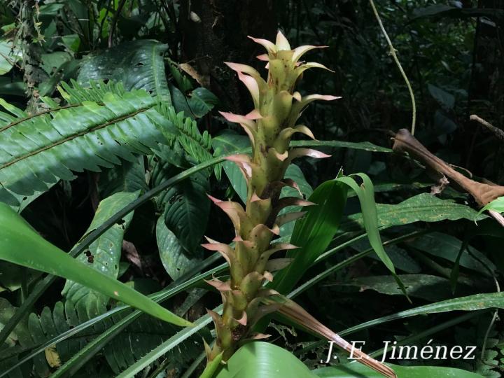 Pitcairnia atrorubens