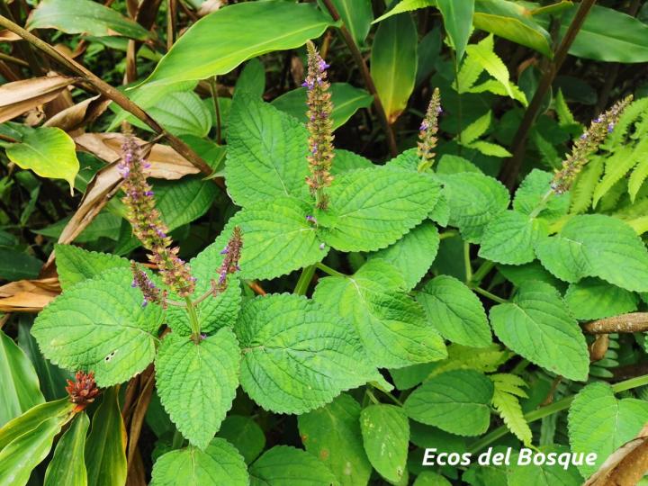 Plectranthys scutellarioides