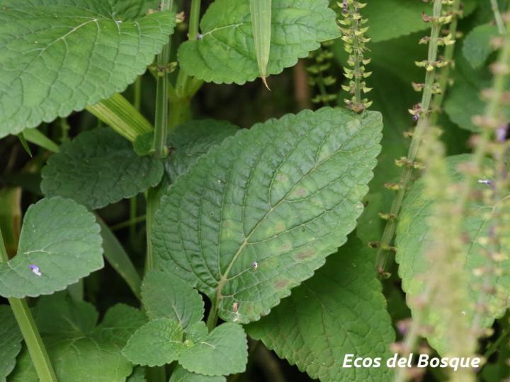 Plectranthys scutellarioides