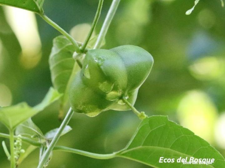 Plukenetia volubilis