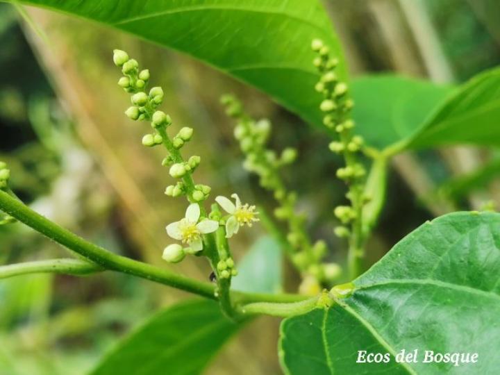 Plukenetia volubilis