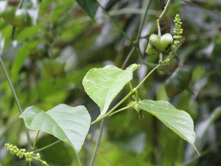 Plukenetia stipellata