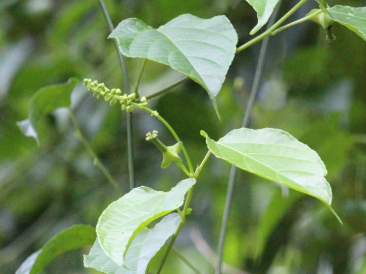 Plukenetia stipellata