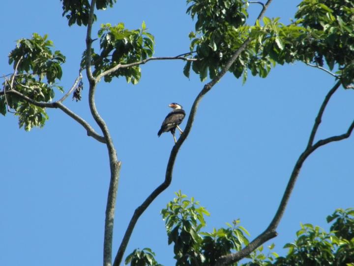 Caracara cheriway