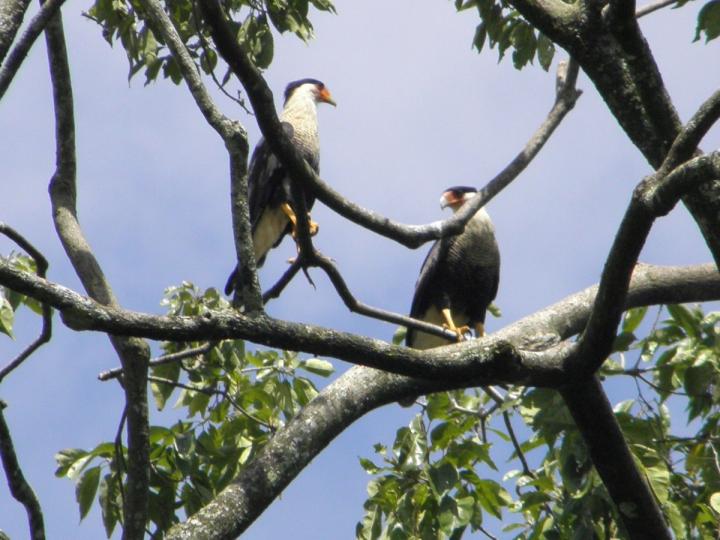Caracara cheriway