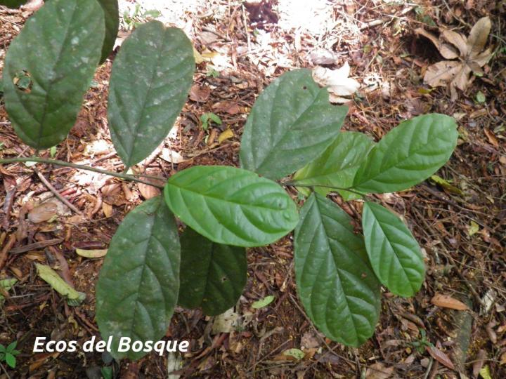 Preslianthus pittieri