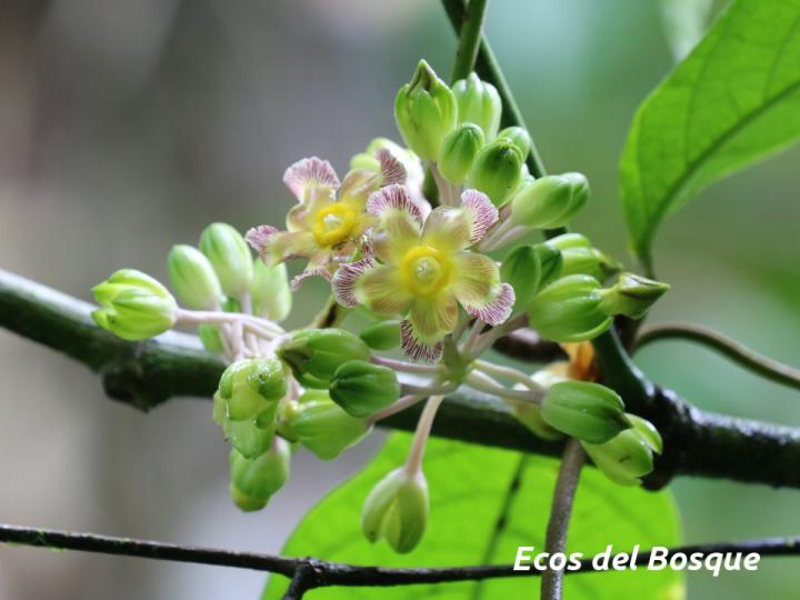 Prestonia portobellensis