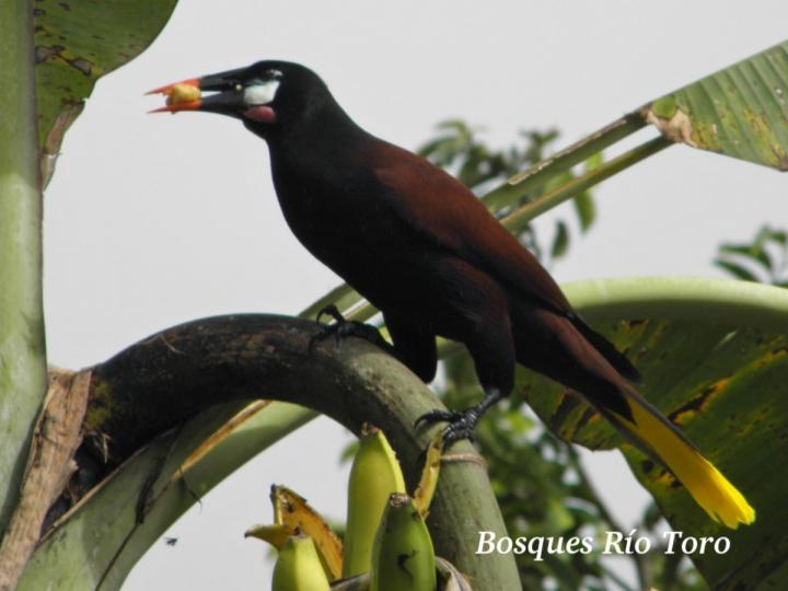 Psarocolius montezuma