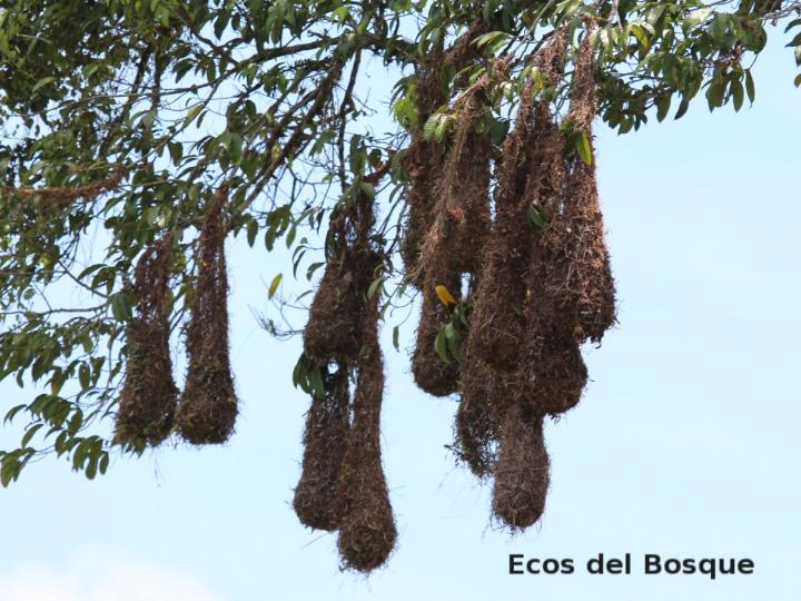 Psarocolius montezuma