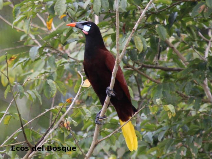 Psarocolius montezuma