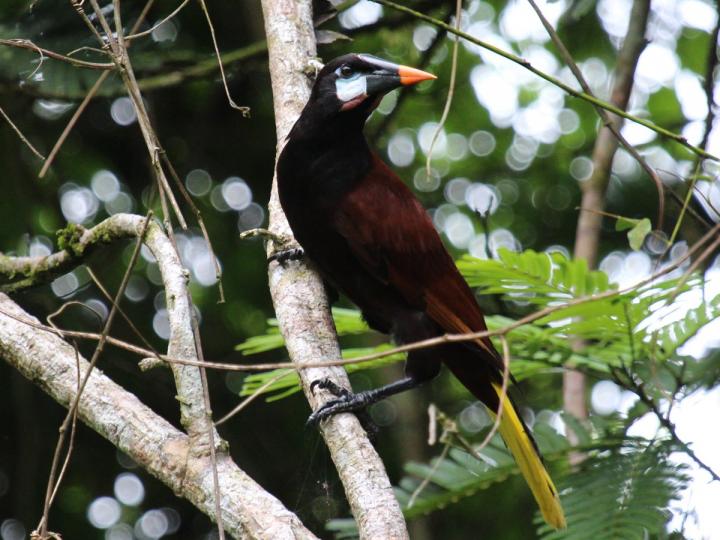 Psarocolius montezuma