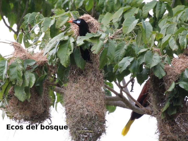 Psarocolius montezuma