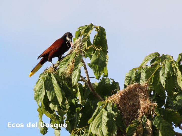 Psarocolius montezuma