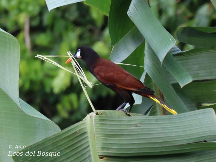 Psarocolius montezuma