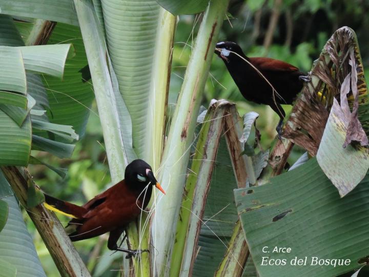 Psarocolius montezuma