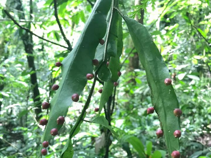 Pseudorhipsalis acuminata