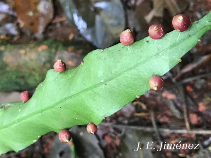 Pseudorhipsalis acuminata
