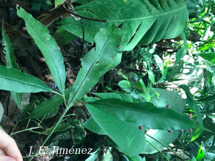 Pseudorhipsalis acuminata