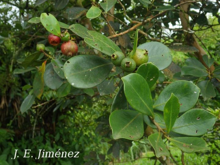 Psidium Cattleianum