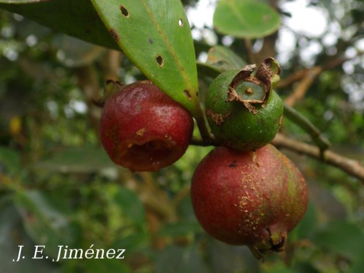 Psidium Cattleianum