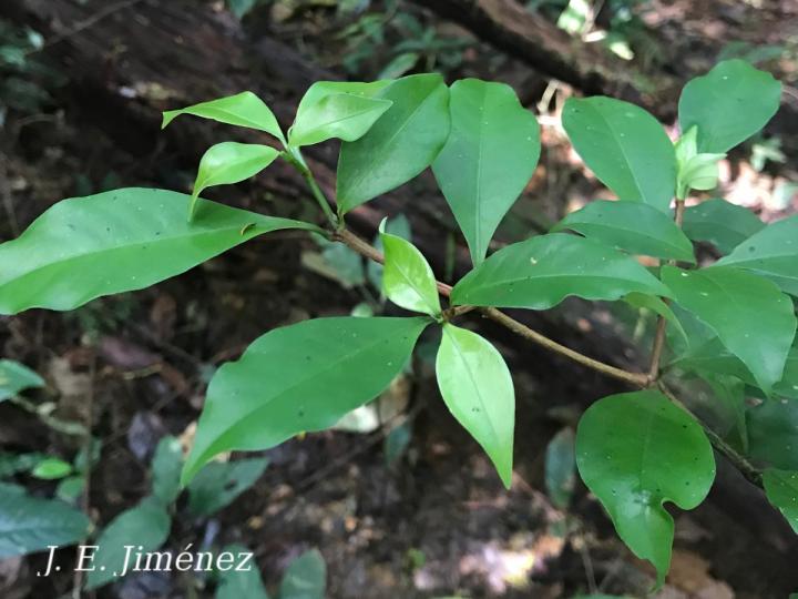 Psychotria chagrensis