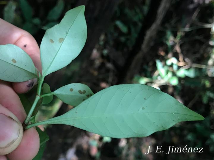 Psychotria chagrensis