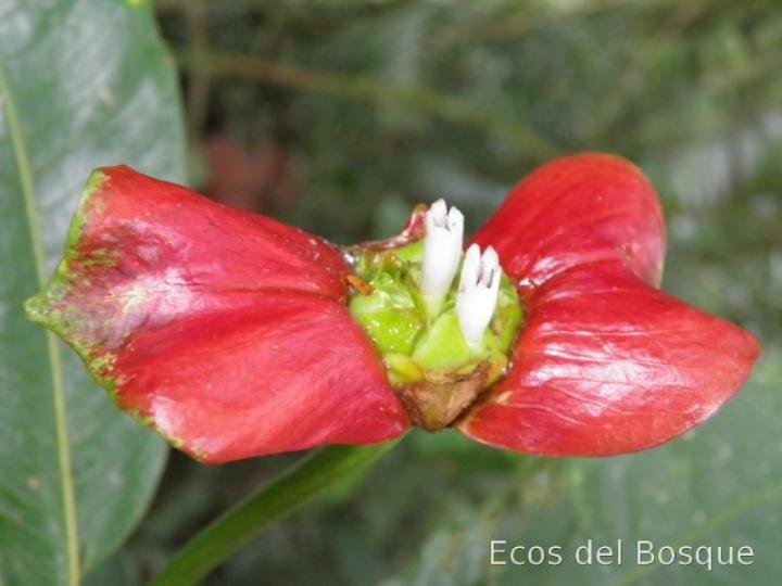 Psychotria elata