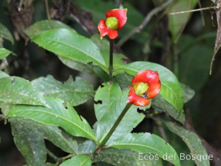 Psychotria elata