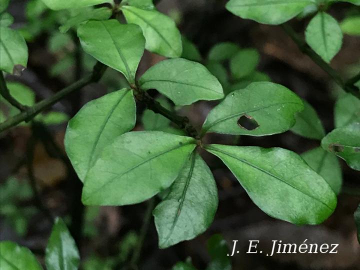 Psychotria graciliflora