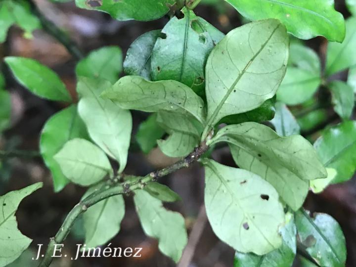 Psychotria graciliflora